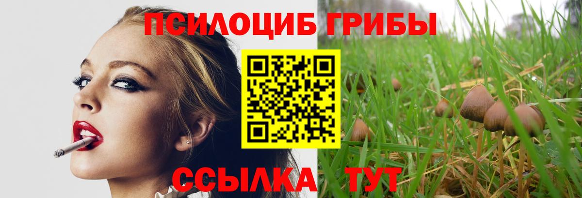 Гурьевск  Галлюциногенные грибы Psilocybe  где купить   Вход с VPN 